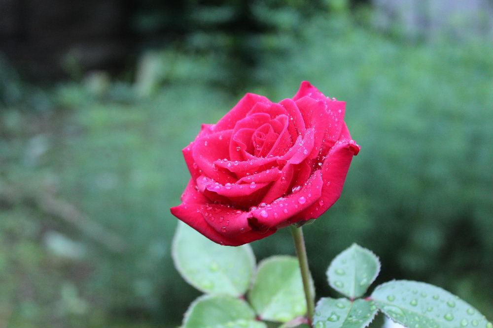 雨に濡れた我が家の８種類目のバラが咲いています　このバラは去年挿し木をして地植えした記念すべきバラです　我が家では金婚バラと名付けていますが初めて花を付けました　１輪ですがビロードのような真っ赤な花が鮮やかです　つぼみをたくさん付けていますのでこのがこれからどんどん咲いてくれるはずです