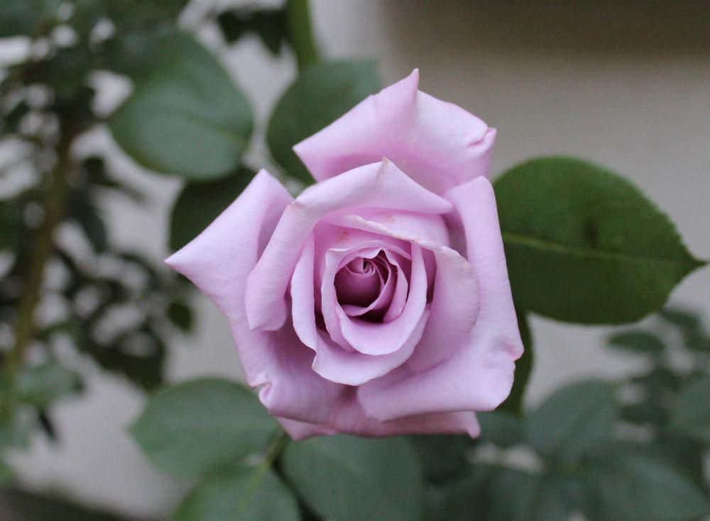 我が家の１０種類目のバラです　といってもかつて庭に咲いていたもので毎年２，３輪しか咲かないバラで枯れてしまいました　薄紫色のバラで青色系統のバラは珍しかったのですが残念ながら今は咲いていません