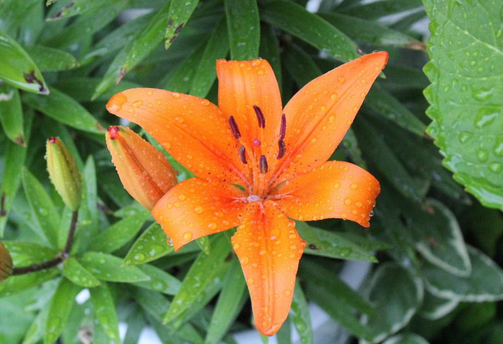 雨に濡れて「ユリ」の花が咲いています　今から１６，７年ほど前に飯豊町のユリ園で買った花です　私の初めての孫が保育園でゆり組になったことを知り買ったものです　昨年秋に始めて鉢替えをしましたがこんなに鮮やかなオレンジ色だったのかと驚くほどきれいに咲いています