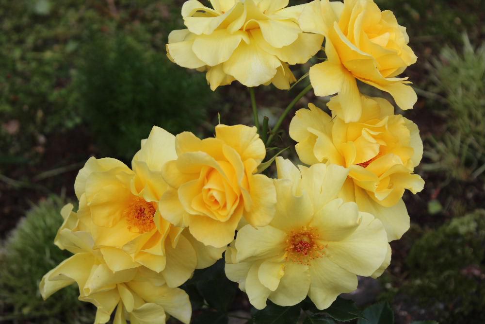 バラの花はその美しさとともに香りも格別です　その中でも我が家のバラの中でも強い香りの強いのが黄色に咲くバラです　