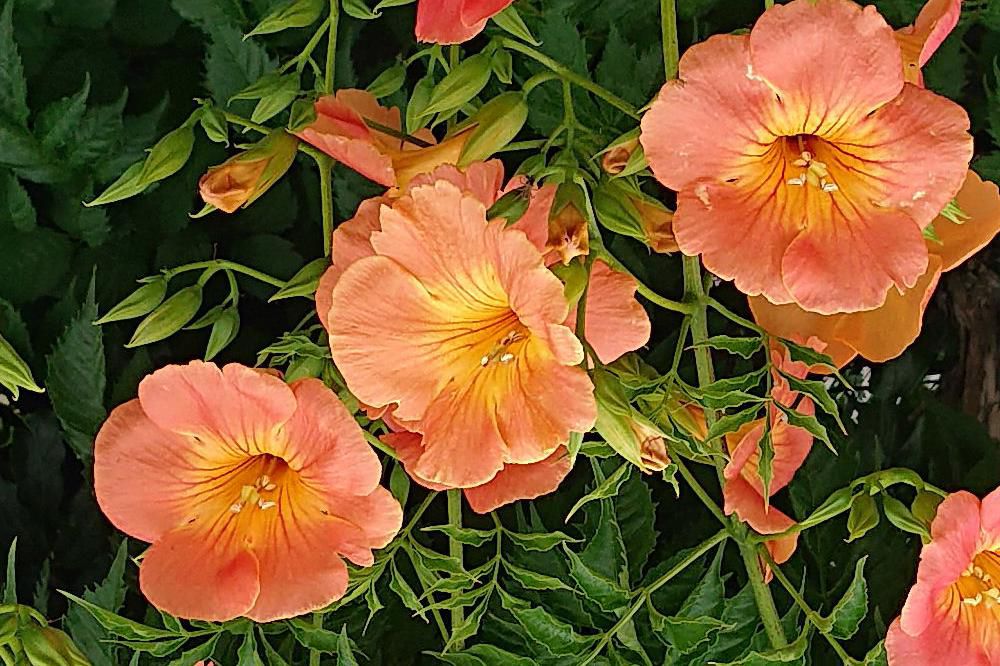 夏になるとそちこちに見ることのできる「ノーゼンカズラ」が咲いています　夏から秋にかけて鮮やかなオレンジ色の大きな花をつるのように伸びた枝にたくさん花を咲かせています　夏だなあと思わせてくれる花の一つです