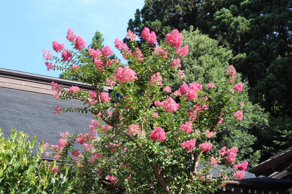 昨日訪れた東正寺山門にピンクと白の「サルスベリ」が咲いていました　夏の青い空に向かって咲くサルスベリはちょっとだけ暑さを忘れさせてくれる花です　サルスベリももうそろそろおわりでしょうか