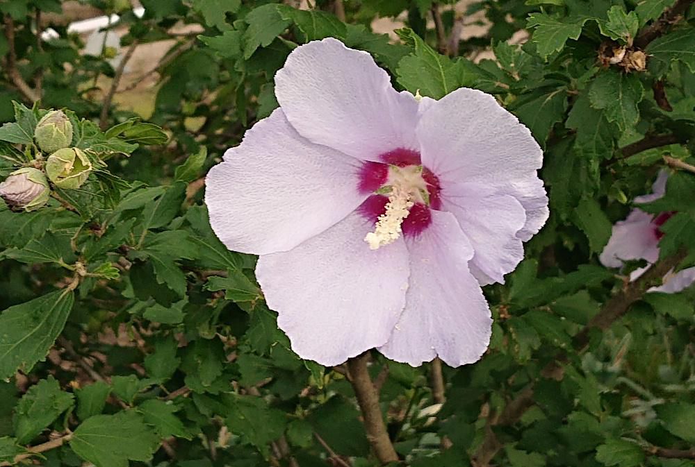 夏の花「ムクゲ」が咲いています　薄紫色の花が多いのですが白いムクゲも咲いています　夏の暑い盛りに涼しやかな花をたくさん咲かせてくれる背の低い花木です　どこか「フヨウ」や「ハイビスカス」と似ています