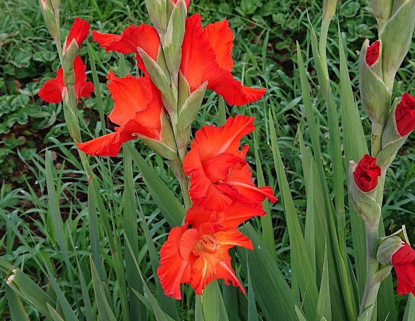 夏の花壇を彩る代表的な花の一つ「グラジオラス」が咲いています　赤だけでなく白やピンクなど様々な色があり暑い夏らしく背をまっすぐに伸ばし花をつけています　この花が終わる頃秋を迎えます