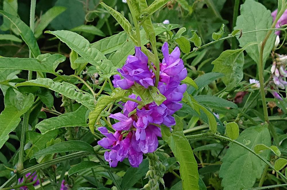 山際の日当たりのよい土手に小さなフジのような赤紫色の「クサフジ」がさいていました　花やつぼみがフジを小さくしたような花ですが上向きに咲いています　葉や花がフジにに似ていることからついた名前だそうです