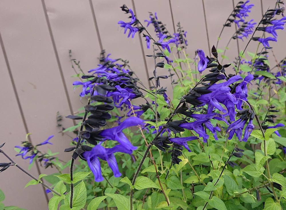 鮮やかな青紫色の「サルビア ガラ二チカ」の花を見つけました　開花時期の長い花で初夏から晩秋まで咲かせることができ　冬（耐寒性）にも夏（耐暑性）にも強い花で育てやすい草花です