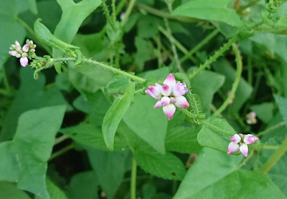 今日も雨の一日になりそうです　我が家の裏の小さな川のそばにとても可愛らしいピンクのつぼみを見つけました　根元が白く先端がピンクで花が咲くととても可愛い5ミリほどの「ミゾソバ」という名前の一年生の野草で川べりや沼のそばに生えている植物です