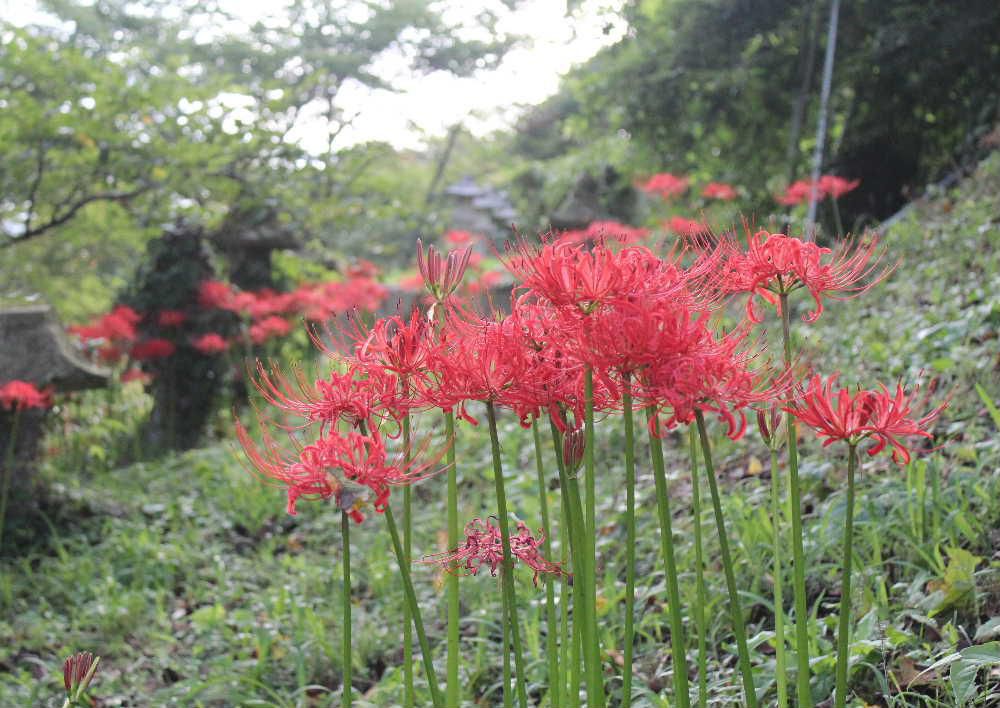 今日９月２６日は秋の彼岸明けです　烏帽子山公園の大鳥居のそばに真っ赤な「ヒガンバナ」が群生（まではいかないかな？）していました　ちょうど秋の彼岸に満開になる花から「ヒガンバナ」と付いたののでしょうか　別名「曼珠沙華」とも呼ばれやっぱり仏様に関係している名前です　なんとなく妖しげな不吉なイメージがありますが