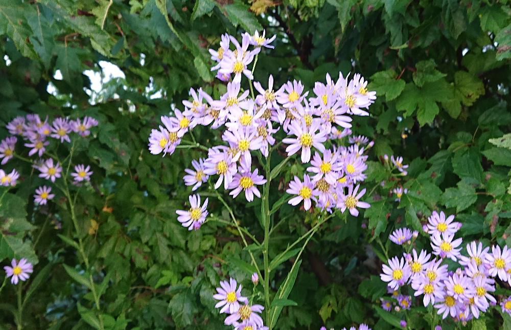 散歩している道のそばに背の高い薄紫色の「シオン」の花が咲いています　草丈が２ｍにもなる野菊の一種だそうです　和名の「シオン」は中国語読みの「紫苑」からきたといわれています　平安時代の古今和歌集の「シオニ」と呼ばれていたのですが、枕の草子や源氏物語では「シオン」と呼ばれていたそうです　ですから昔から咲いていた花ということになります