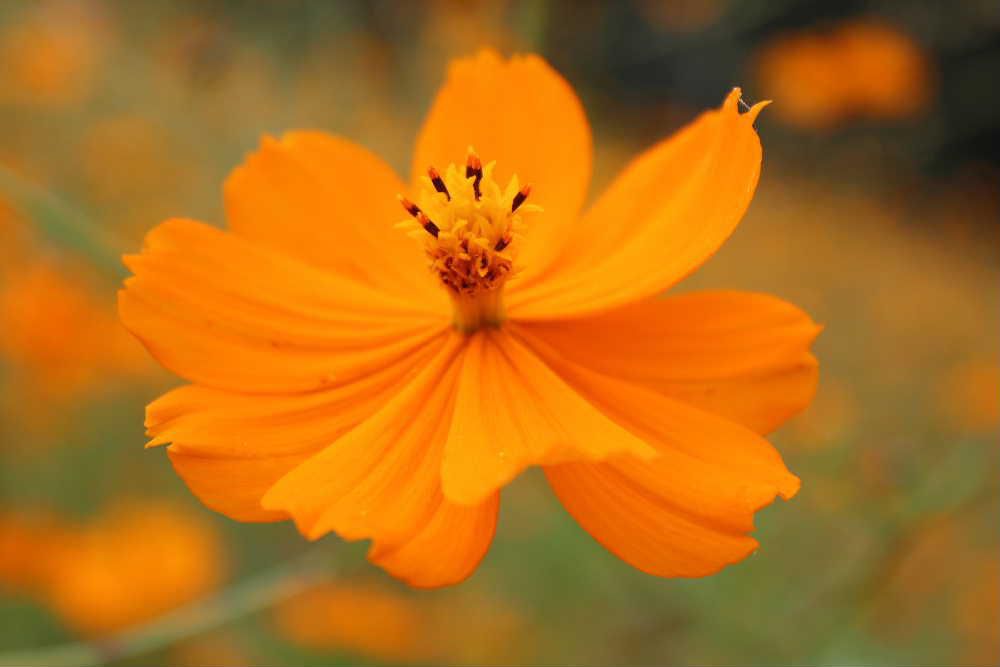 とあるところで「キバナコスモス」を見てきました　秋のシンボルであるコスモスもそろそろ終わりかけてきました　赤から黄色白オレンジと様々な色の花が咲いていました　その中でもオレンジ色のこの花は格別美しく咲かせていました