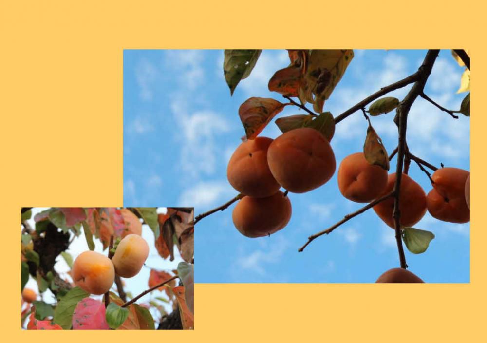 秋の風物詩の「柿」の実が色づいてきました　青い空に映えるオレンジ色の柿は実りの秋を象徴するような風景です　秋が深まり白い雪が舞い降りるころ柿の実は真っ赤に熟れてコントラストが鮮やかになります「青い空とオレンジ色の柿」「白い雪と熟れた紅い柿」どれもが日本の原風景を形づくるものの一つです