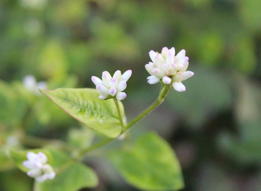 川べりに小さな白い花が咲いています　先っぽが淡いピンクで小さな花であまり目立たない花ですがてもかわいい「ミゾソバ」でしょうか　だんだんと咲いている花が少なくなり紹介できる花がなくなってきます