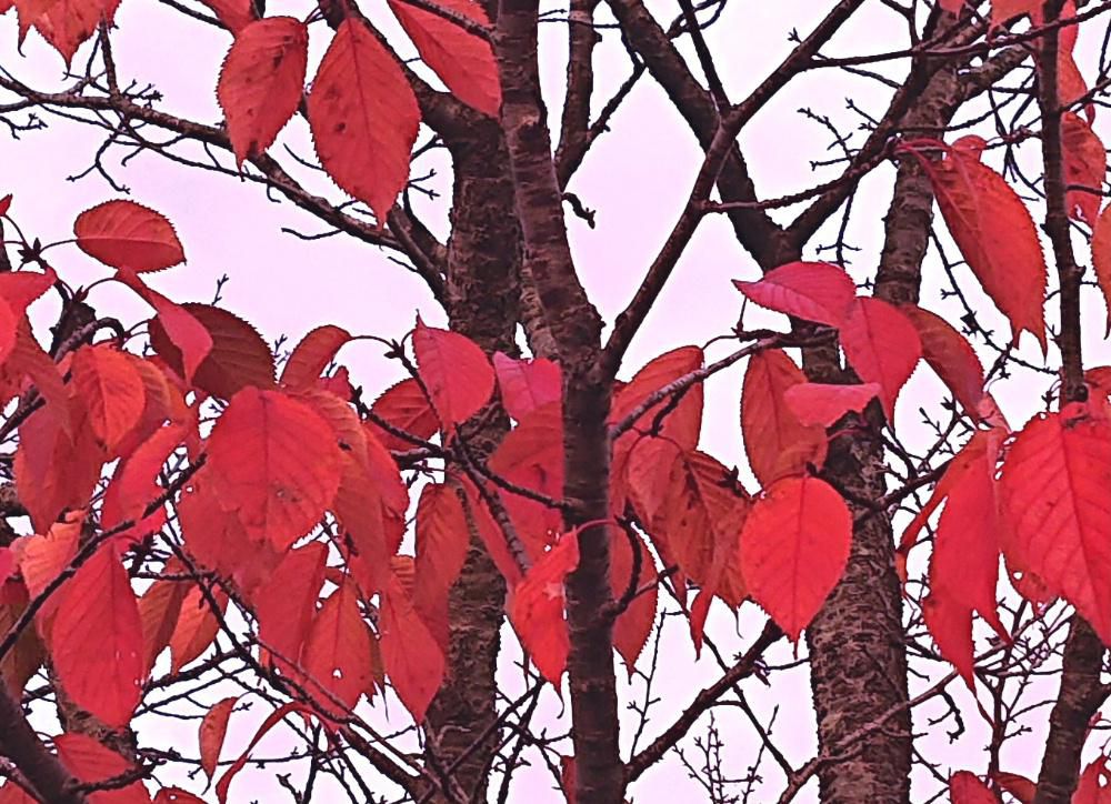 昨日から急に寒くなりました　道路わきの桜の葉が真っ赤になりました　すっかり葉を落とした木もあり冬の装いのような感じがします