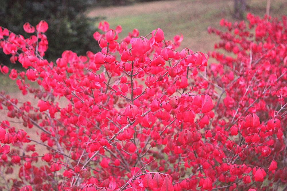 燃えるような真っ赤に紅葉した葉をもつ「ニシキギ」を見つけました　秋真っ盛りの花木です　春から初夏にかけて花をつけるのですがあまり鑑賞用としては話題になりません　最低気温もひとケタとなり冬がどんどん近づいてきました　秋に逃げられないように捕まえておきたい真っ赤な葉です