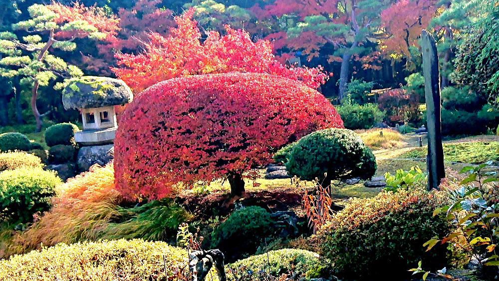 ひと雨ごとに秋が深まってきます　昨日から雨が降り気温のもなり低くなってきました　先日の秋晴れの日に日本庭園で真っ赤に色づいたドウタンつつじを見てきました　素晴らしい日本庭園に思わず息をのむような美しさでした