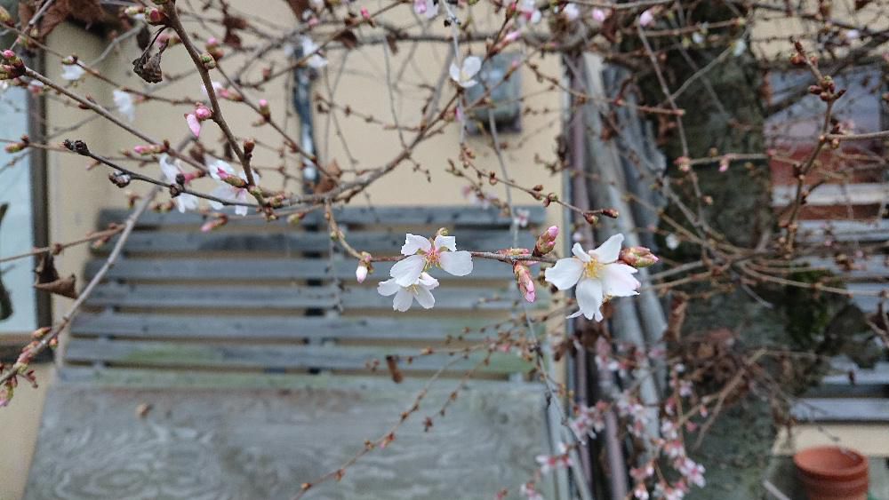 サクラが咲いています　昨日午後の外の気温が氷点下１度　こんなに寒い日に散歩の途中で一面に咲iいている桜をみつけました　調べてみるとフユザクラとか１０月ザクラとかありますが今頃咲く桜はなんという種類の桜でしょうか　でも寒い中での桜で気持がほんのり暖かくなりました