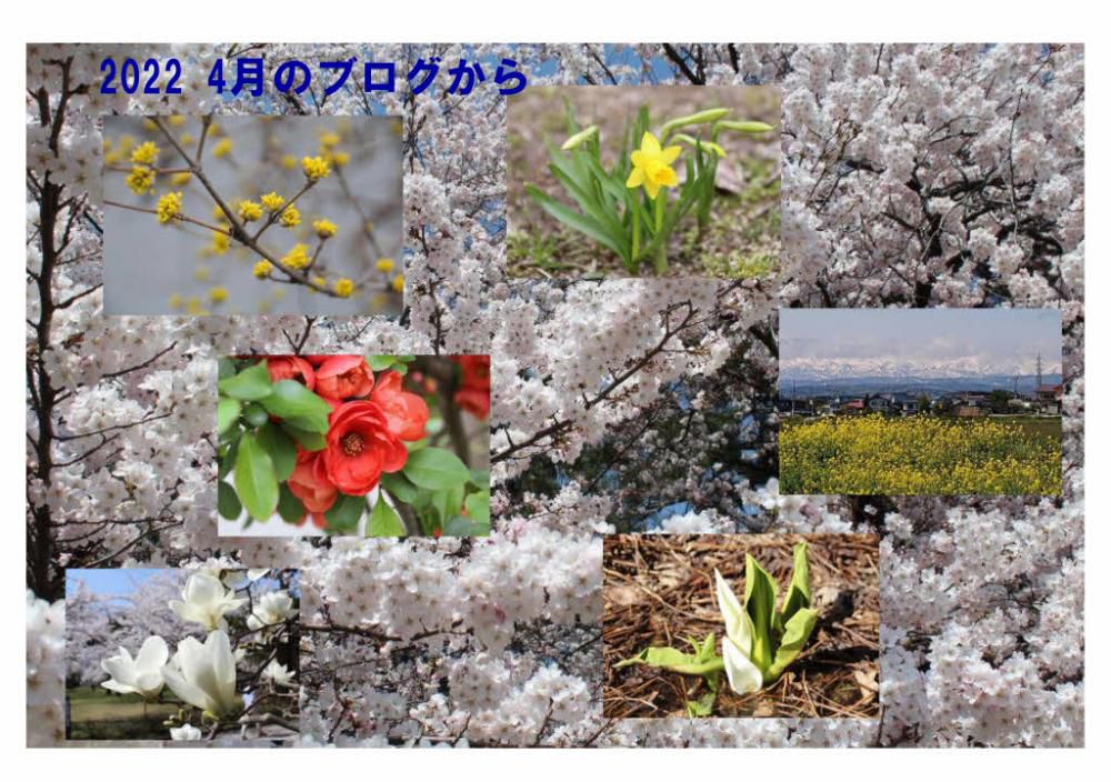「２０２２年４月のブログから」　４月になると一斉に花が咲きブログでは連日花を紹介しています　まさに「花暦」の面目躍如といった４月です　心もどこかウキウキとする季節でした