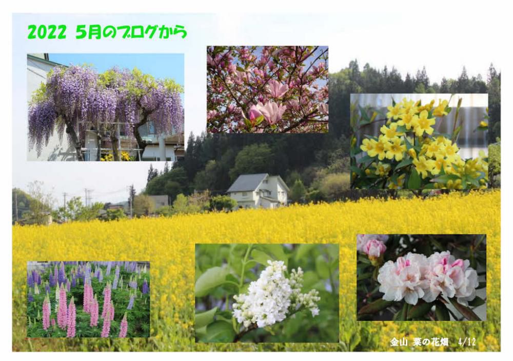 「２０２２年５月のブログから」　花が咲き若葉が燃える５月は１年でもっともさわやかな月でブログに紹介しきれないほど多くの花を撮影しました　