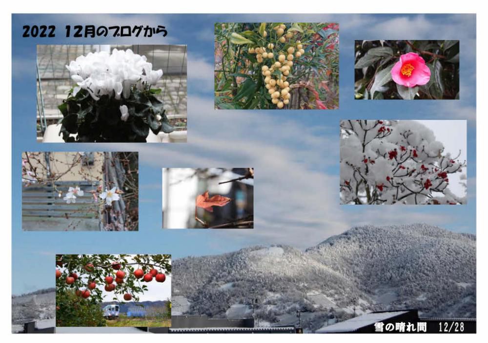 「2022 １２月のブログ」から　１２月の前半は桜も紹介し１２月の半ばごろの会話「お正月まで雪が降らないといいね」との願いもむなしくクリスマス寒波と間違いなく今年も雪が降りました　あっという間に雪が積もり雪との闘いが始まりました　いよいよ明後日はお正月です