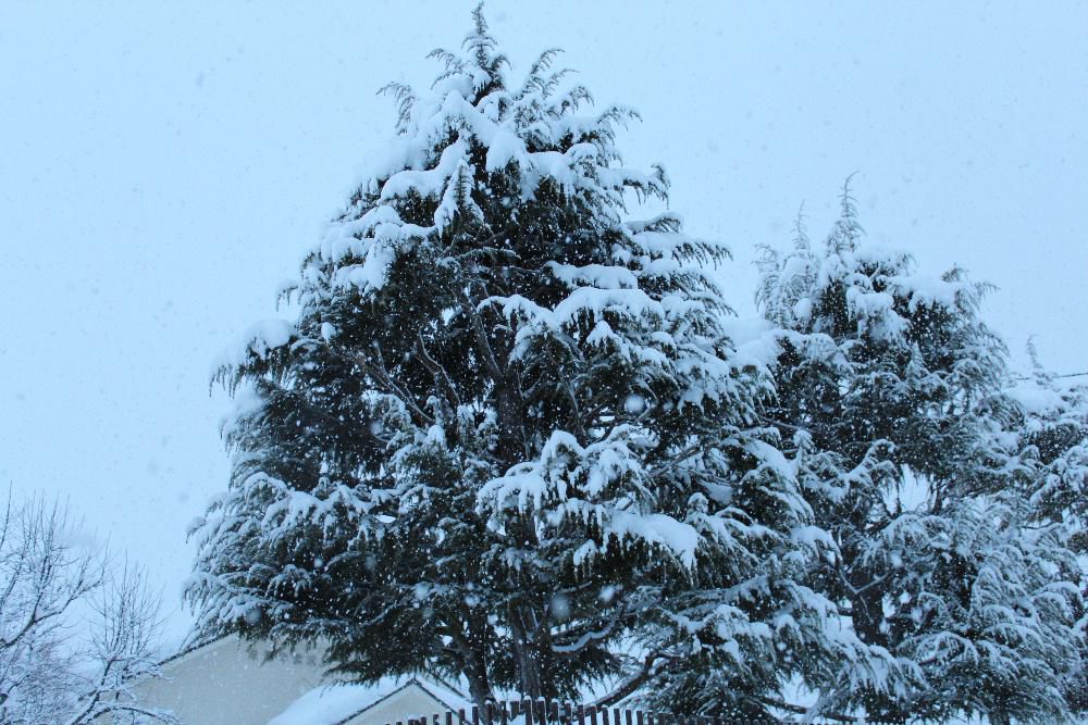 ２０２３年お正月３日　お日様に照らされた道路を走る箱根駅伝を見ながら雪の降る外を眺めています　雪の降らない太平洋側の天気を恨めしく・・・