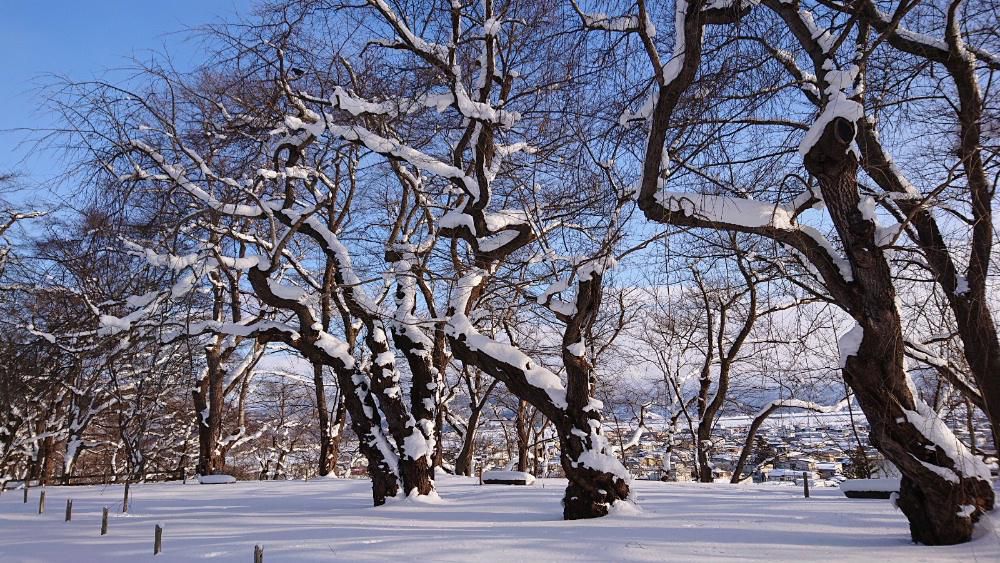 今日から２月です とても寒い朝で外の気温が氷点下10度です　早いもので年が明けて１か月が過ぎました　まもなく立春を迎えます　今朝も晴れ間も見える真冬ですが太陽が顔を見せてくれるとどこかほっとします　烏帽子公園の桜の枝の雪でモノクロの造形美を見せてもらいました