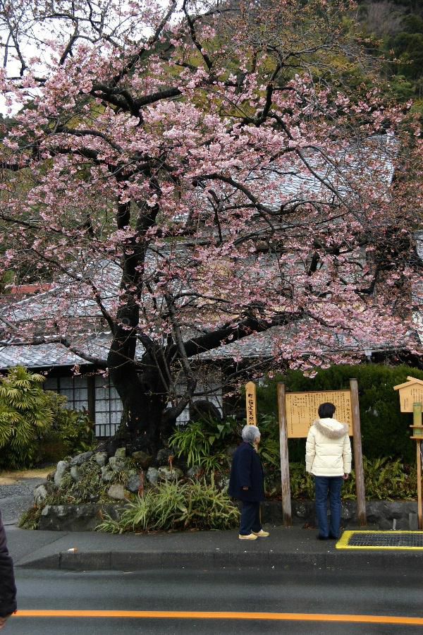 まだまだ寒さが厳しいこの頃ですが南の方から桜の花の便りが聞こえてきました　数年前の２月上旬に川津桜をみてきましたが季節の先取りをしたような気がしましたがあまりの違いに驚いたことを思いしました　川津桜の原木が町の天然記念物に指定され８分咲きの桜をみることができました
