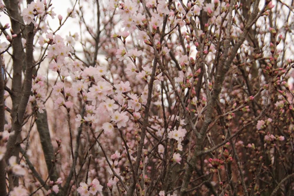 寒さがまた戻ってきそうな天候の朝です　春になるまではもう少し先でのようです　啓翁桜をみてきました　全国有数の啓翁桜の産地で全国の７割ともいわれており、この啓翁桜が真夏の東京オリンピックメーン会場を飾ったことも知られています　冬に咲く桜として真冬にほっと幸せを届けてくれるような花です