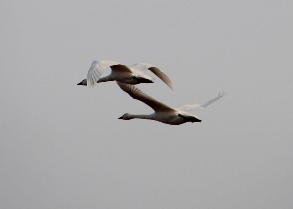 暖かくなって白鳥は北に帰るのでしょうか　初めて飛んでいる白鳥を撮影することができました　不思議ですがなぜ白鳥はきれいに並んで飛ぶのでしょうが