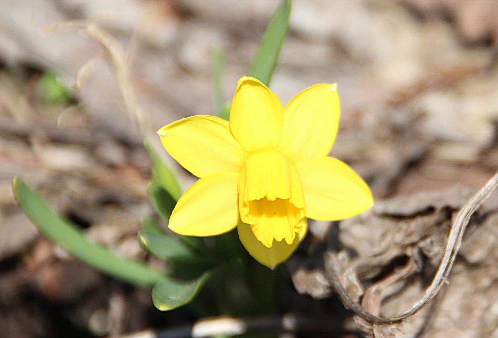 烏帽子山八幡宮前の土手で小さなスイセンの花を見つけました　今年初めてのスイセンの花です　あまり大っきくはありませんでしたが鮮やかな黄色のかわいい花です　今日も暖かな一日になりそうです　咲いている花を探してみませんか