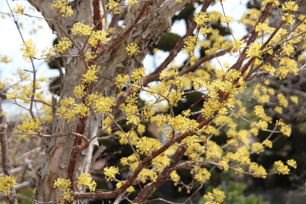 黄色のサンシュユの花が咲いています 赤湯温泉に「山茱萸」という名前の旅館があり　かつて「桜湯」という名前の旅館でしたので春にちなんで付けたのでしょうか　春先の葉がでる前に黄色い花を咲かせますが秋には鮮やかなグミに似た真っ赤な実をつける花木です　「ハルコガネバナ」とか「アキサンゴ」と呼ばれています　黄色と赤の対比が面白いです