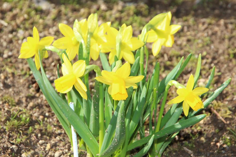まっ黄色の「ミニスイセン」が咲きました　我が家の春５番目の花です　早春は黄色が多いと感じているのは気のせいでしょうか　