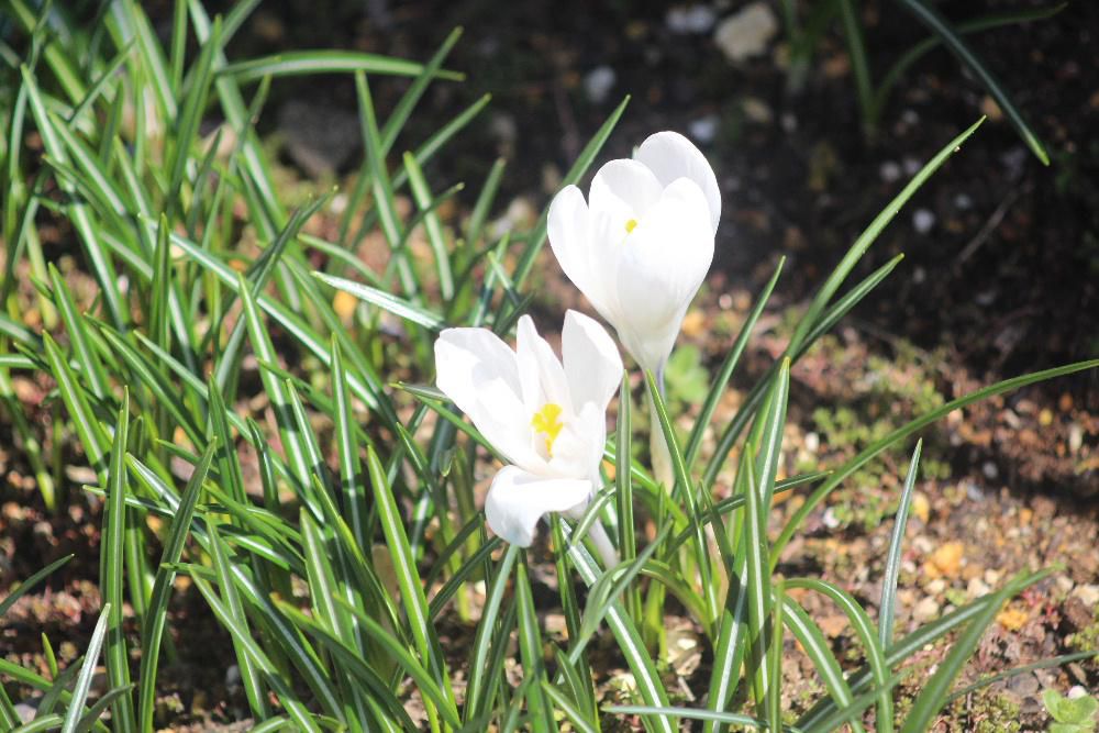 我が家に春を告げてくれる花「クロッカス」が咲き終わりました　鮮やかな黄色や白や紫色と咲いていた花も終わり緑色の葉を勢いよく伸ばし陽の光を浴びて来年の準備をしているようです　来年の春まで