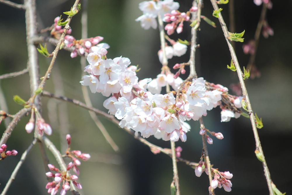 昨日烏帽子山公園の桜の開花宣言がだされました　公園に登ってみました　木々の蕾が膨らみそちこちで咲いている桜をみることができました　１週間もしないで満開になるのではとあまりの早さに驚いています ある本で桜についてのエッセイを見つけました　心打たれ誰かに教えたくて著作権に触れることを承知で載せました