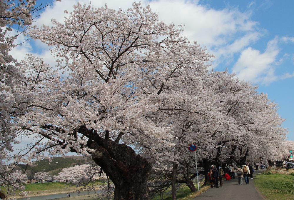 宮城県大河原町と柴田町で満開の一目千本桜をみてきました　好天に恵まれ白石川の両岸に植えられている１２００本の桜が見事に咲き誇りソメイヨシノを堪能してきました　改めてさくらに魅了された一日でした　川面に映える桜や雪を抱いた白い蔵王　車の渋滞も激しく多くの花見客で人波にもまれ散策してきました