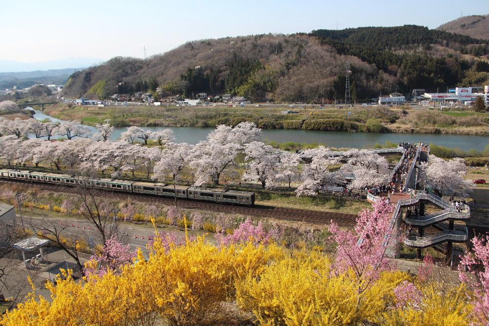 柴田町の船岡城址公園も桜や梅、レンギョウなどが咲き誇り多くの人で賑わっていました　展望台からみる東北本線と白石川岸の桜　そして列車と最高の花見となりました
