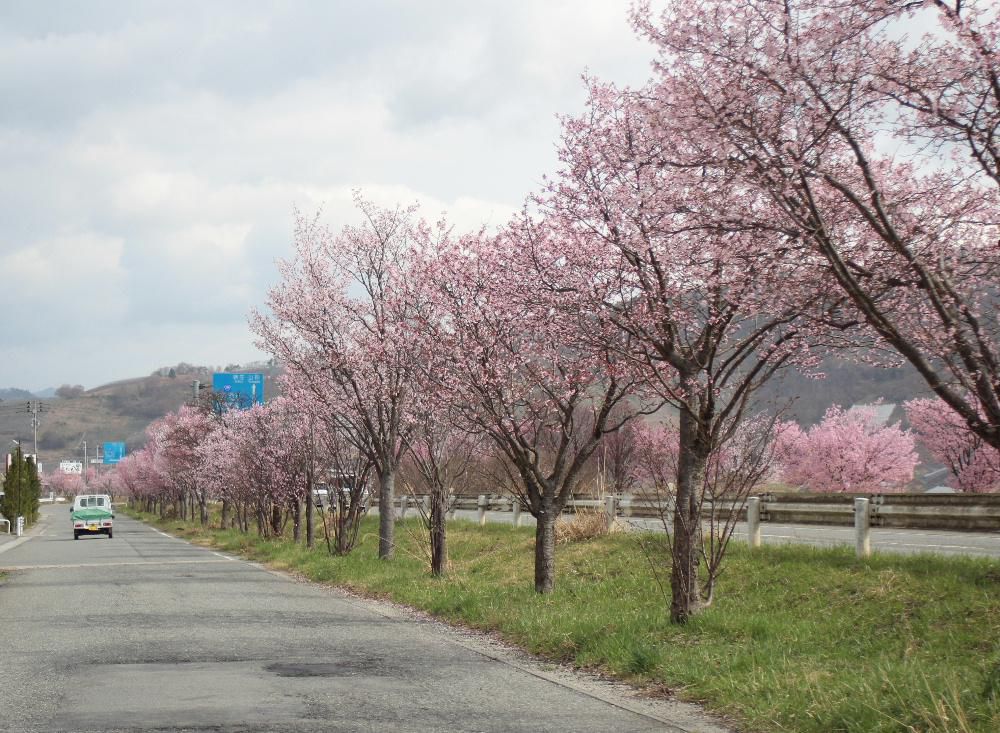 昨日の雪にはびっくりしましたが今日は晴れて暖かくなりそうです　赤湯の隠れた桜の名所（？）は国道１３号線バイパスの側道に植えられている数百本の桜です　ここの桜の特徴は一本一本違う種類の桜が植栽されており様々なピンクの花が咲いてことです　ちょうど今が見ごろで私の散歩コースでもあり春の風を受けて気持ち良く歩いています　あまり歩いている人もなく国道では次々と車が走り抜けていきます