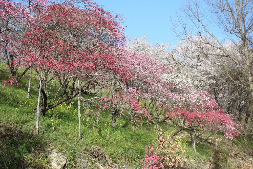 南陽市の隠れた桜の名所2か所目は梅と桜が一緒に咲く小さな山の土手です　南陽市の東の金沢地区の集落の中ほどの山すそに遠くからでも桜の咲いているのが見える場所があります。近づいてみると鮮やかなピンクの梅や桜がきれいに咲いています　地区の個人で植栽したのだそうですが見事な桜梅園です　