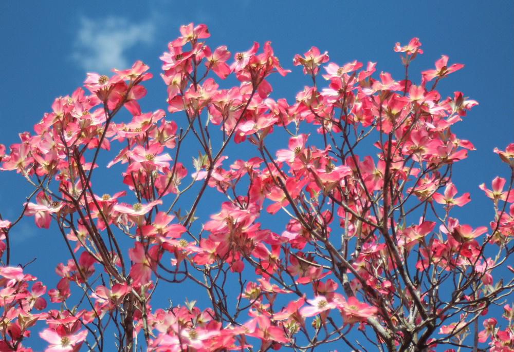 ハナミズキの白やピンクの花が今を盛りと咲いています　我が家の「ハナミズキ」も今が満開でしょうか　銀婚式の年に植栽したので２５年が過ぎました　なかなか大きくはなりませんが今年は数えきれないほどたくさんの花を咲かせています　そちこちの街路樹の「ハナミズキ」も気持ちよさそうに風に吹かれて咲いています