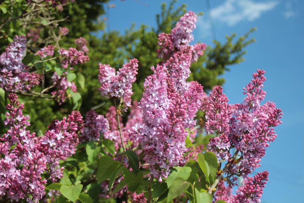 赤紫色の「ライラック」が散歩道のそちこちに咲いています　とても上品な花で白や桃色など様々な色の花があります　この花木は寒冷地でも育つということで札幌の「ライラック祭り」が有名で５月中旬の毎年行われています　フランス語で「リラ(Lilas)」と呼ばれており日本ではどちらも知られている花です　我が家でも近所からいただいた枝を挿し木をして育てて３年目ですがまだ花を咲かせてくれません　どうすれば花をつけてくれるのでしょうか
