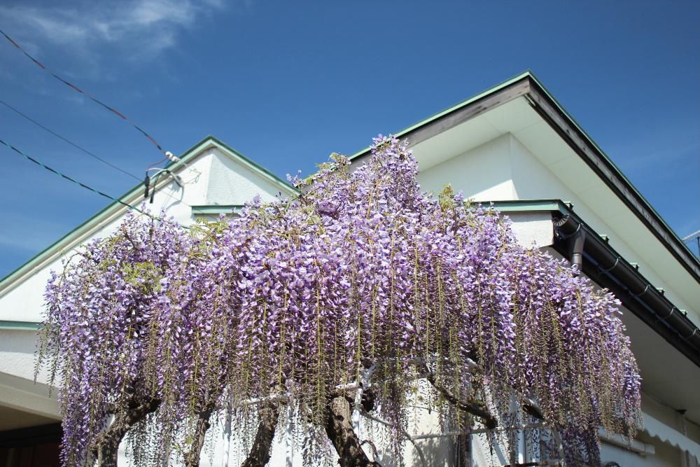 初夏に向けて庭の「フジ」が薄紫色の花を咲かせています　小国町に住む叔母から４０年ほど前にもらった鉢植えのフジを地植えもので毎年のように２，３百個の花をつけ楽しませてくれます　フジには「左巻き」と「右巻き」があることを知っていましたか　左巻きは「ヤマフジ」右巻きは「ノダフジ」ですが我が家のフジは左巻きの「ヤマフジ」のようです