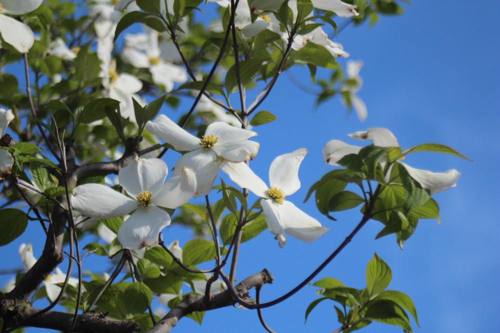 いよいよ今日から5月　１年でもっともさわやかで花々が咲き乱れる季節がやってきました　お向かいの家の庭に４枚の白い花びらを持つ「ハナミズキ」が雲一つない真っ青な空のもとで気持ちよさそうに風に揺れています　似たような白い花びらの花には「ヤマボウシ」もありますがハナミズキの花びらの先端に切れ目のような丸いくぼみが付いていて区別がつきそうです　これからゴールデンウイークですが毎日日曜日で１年じゅうゴールデンウイーク続きの私にとっては庭の草むしりや水やりなど草花の手入れをする時こそ至福の時です
