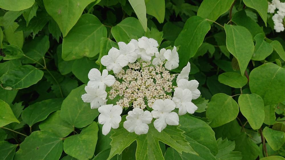 ウクライナと深い関係があるかもしれない　ガクアジサイのように真っ白な花を散歩の途中でみつけました　花の下に見える楓の葉を思わせる掌のように裂ける葉の形をし　花はアジサイのような外観をしている「セイヨウカンボク」ではないかと思われます　花の大きさは１０cmほどで装飾花と両性花でできており「ガクアジサイ」の様な花の形をしており一瞬ガクアジサイと思ってしまいました　