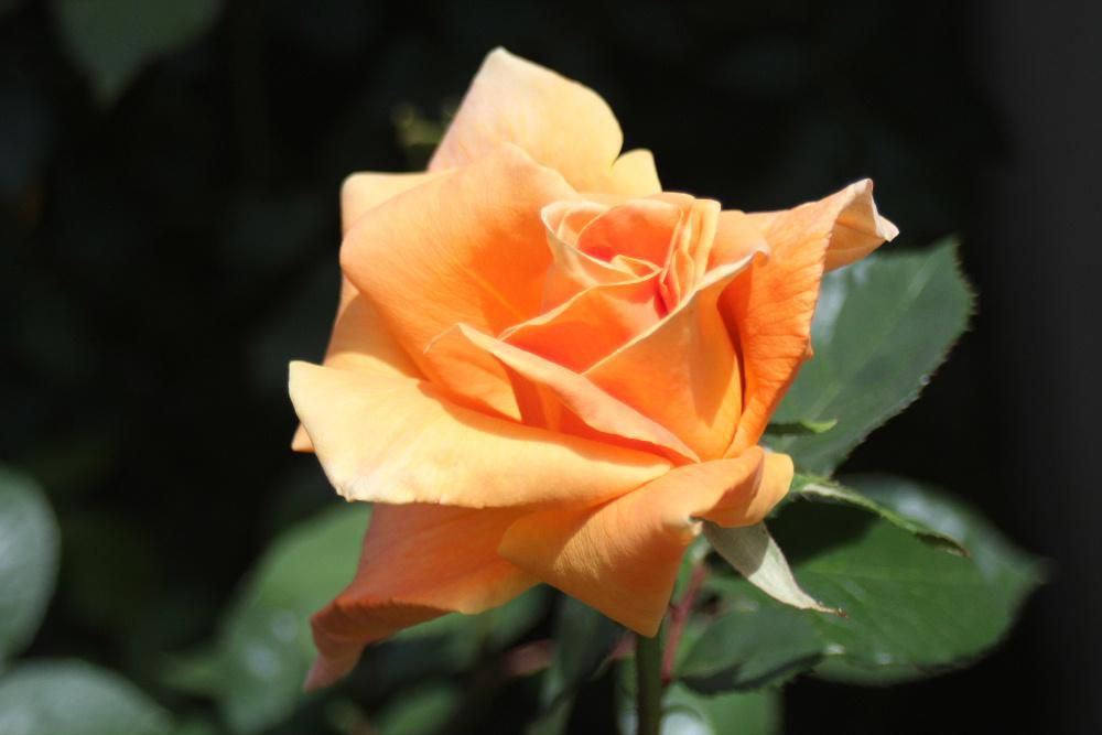 2つ目のバラが咲きました　オレンジ色の大輪ですが咲いている時間が短くて　1，2日で色も薄れすぐ散ってしまいます　