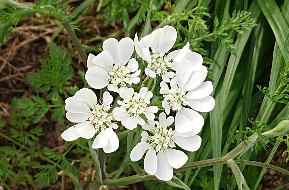 「オルレア」の白い花が気持ちよさそうに道ばたの畑で風に揺らいでいます　本には「オルヤラ」との名前で紹介されています　まるでレースのような花姿が印象的なオルレア花でとても人気のある花だそうですが知りませんでした　色鮮やかな花の中に白いアクセントがあるといいですね　「オルレア」は種からでも育てらるので初心者の方にもおすすめの植物だそうです　繁殖力も旺盛で寒さにこの辺では育てやすいのではと説明されています