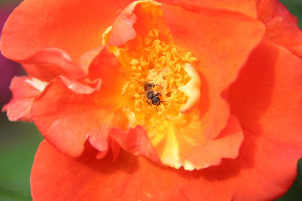 オレンジ色の「プリンセスミチコ」という名前のバラにアリが日向ぼっこをしているようにとまっています　ありも蜜を吸うのでしょうか　それともたまたま迷い込んでのでしょうか　陽ざしは強いのですが風もあり湿度も低いのかカラッとしたさわやかな天候です