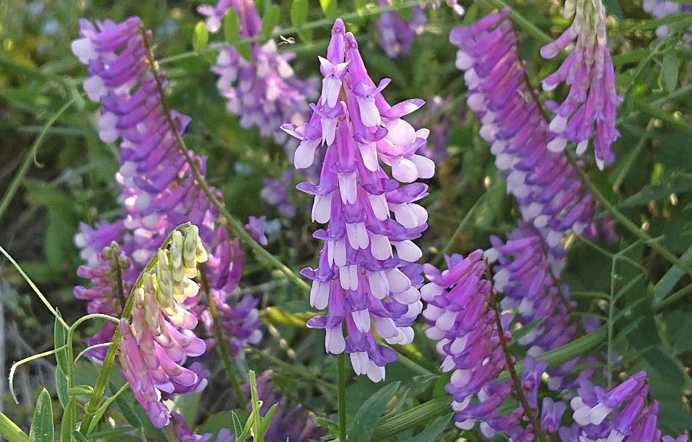 田んぼのあぜ道や川べりの道路のそばに鮮やかな薄紫色の「クサフジ」が咲いています　あまり大きな花ではなく１０センチほどですが、よく見ると葉と花の形がフジの花に似ていますのできっとここから名前がついたのでしょうか　でも花はフジと違って上に伸びています　茎は柔らかくつる性でつるを伸ばしています　９月ごろまで咲いていますのでとても息の長い植物です