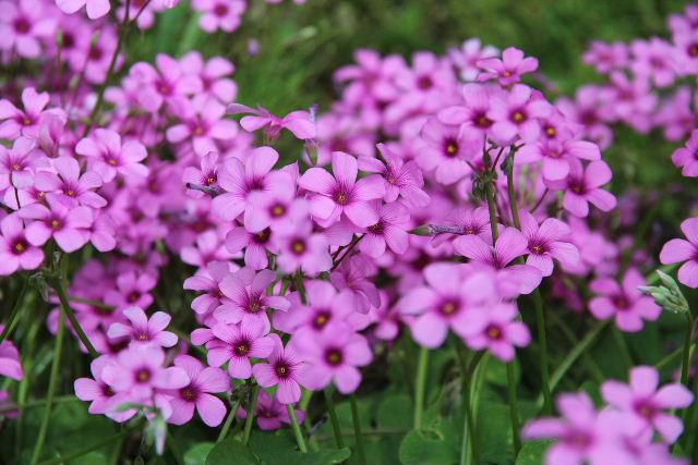 ピンクの可愛らしい花が庭の縁や道の路肩に咲いています「イモカタバミ」という花ではないでしょうか　我が家の花壇にも２０年ほど前にもらった一株が増えてたくさんの花を咲かせています　ピンクの花びらですが花の奥も濃いピンクで紫色の筋が奥から伸びています　株分けによってどんどん増やしていける草花です