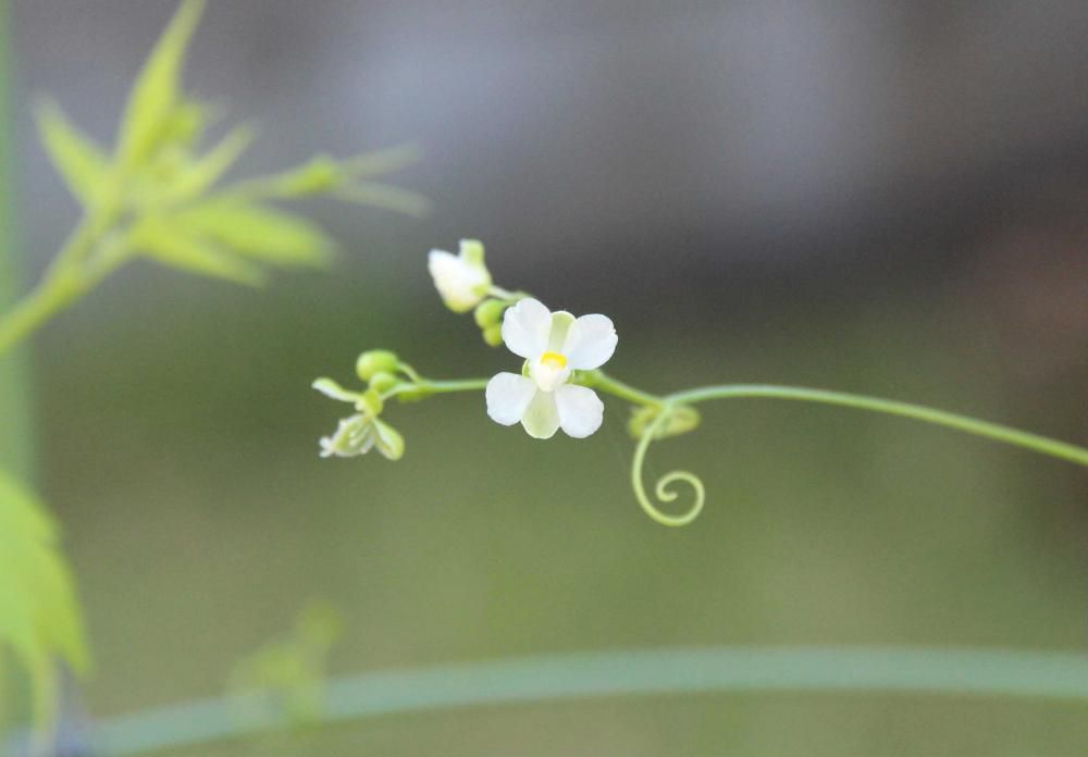 １cmに満たない白くてかわいい「フウセンカズラ」が花を咲かせています　小さな花で写真におさめるのがなかなか難しく何とか撮った一枚です　昨秋に種を採ったものですが今年も芽をだしてくれました　この後可愛らしい風船のような実（？）いくつもつけてくれます　我が家の夏の風物詩の一つです