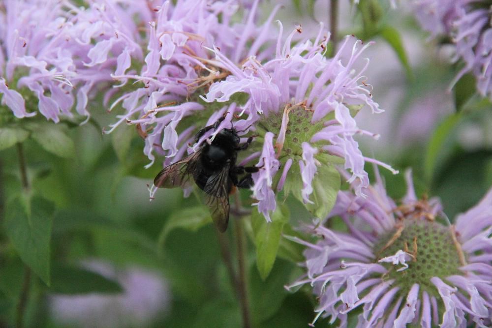 花びらの先にふわふわと白い綿毛のようなものがついており花や葉を手で触るとミントに似た香りかする「ヤグルマハッカ」が咲いていました　花のまわりにはクマンバチが飛び回っており花蜜をとっているのでしょうか「ヤグルマハッカ」の英語名がbeebaim（蜜蜂＋香油）からも蜜蜂を引き付けるものがあるのでしょうか