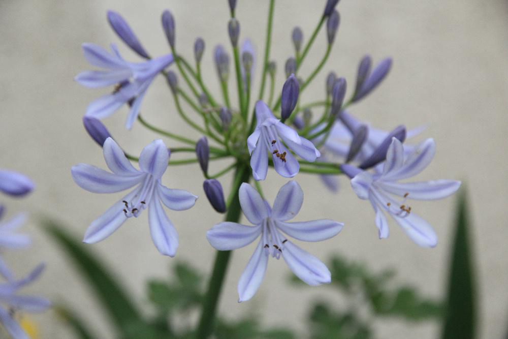 連休最終日で　3日目にしてようやく青空が広がっています　梅雨空にぴったりするような淡い青色の花がさいています　地面から茎を伸ばしこの先に数十輪の花が咲いている「ムラサキクンシラン」（でしょうか？）を見つけました 大きな株では何本も花をつける茎が伸び満開のときは見事だそうです　この花は淡い青ですが紫や白などもあり秋まで咲いている花だそうでイキの長い花のようです　さわやかそうで梅雨空にぴったりの花です